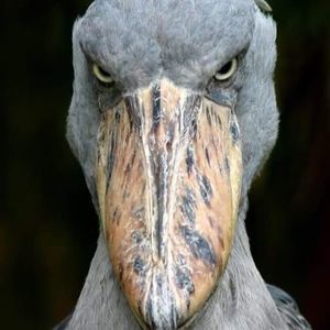 Meet your Posher, B.j.